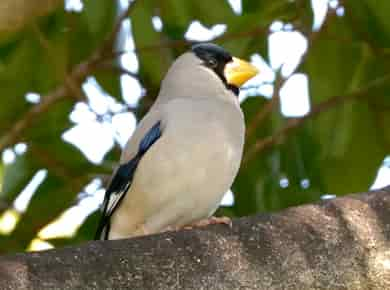 鳥類図鑑・イカル